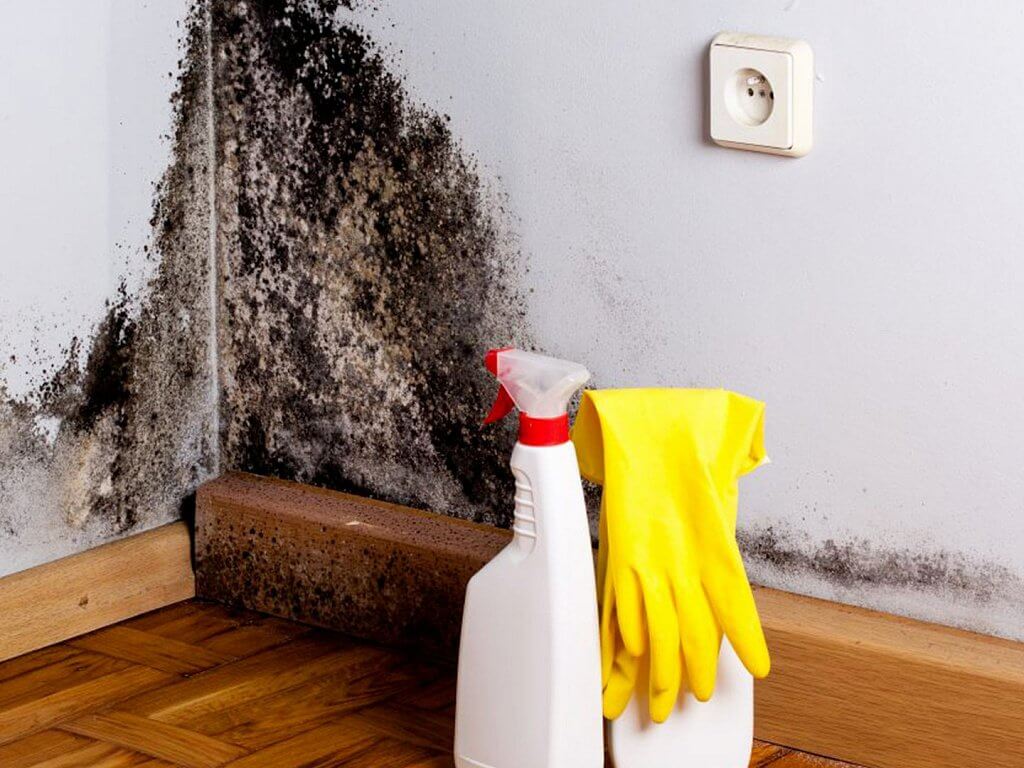 Les dangers de la moisissure dans la maison